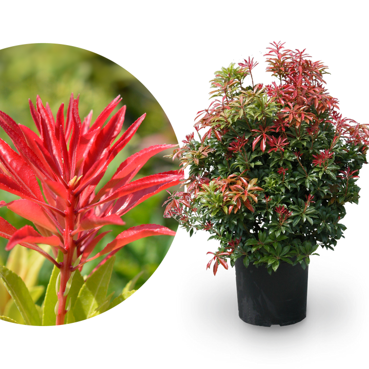 Pieris japonica 'Mountain Fire' im Topf