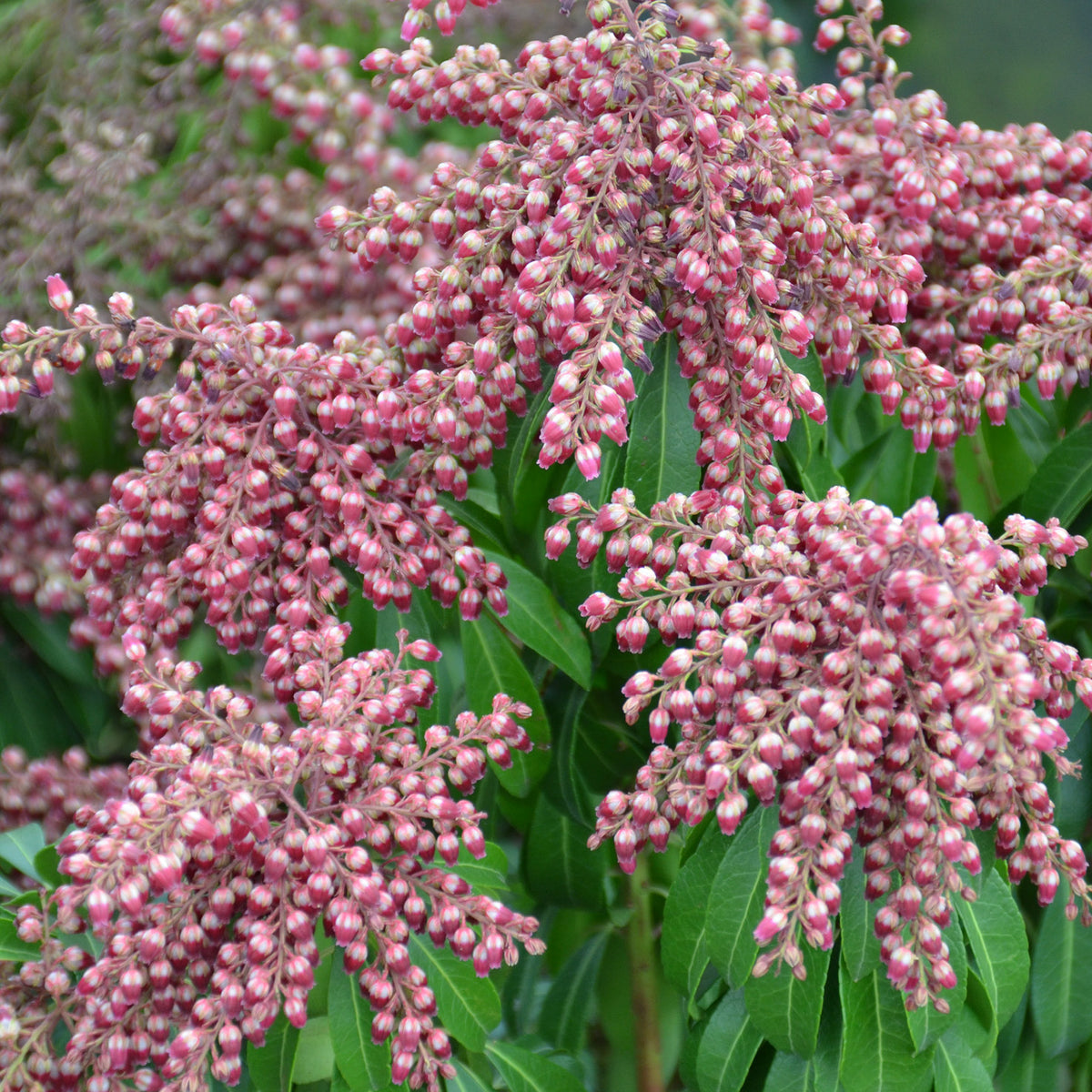 Blühende Pieris japonica 'Passion'