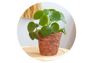 Pilea peperomioides Ufopflanze