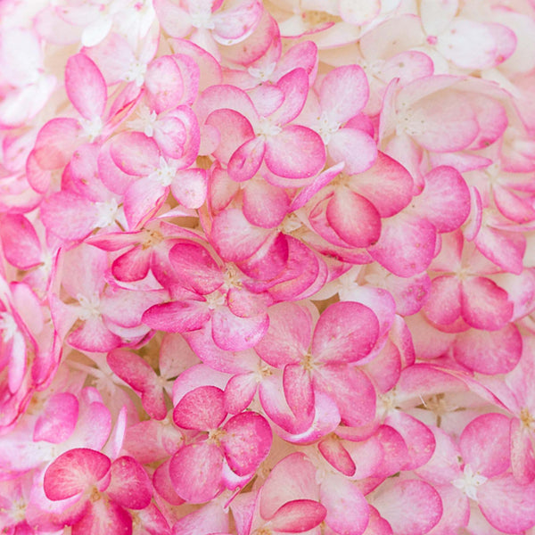 Pinke Blüte der Hortensie 'Living Pink & Rose'®