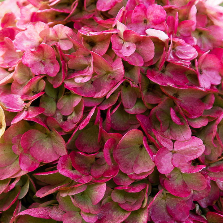 Pinke Blüte der Hortensie 'Living Pinky Promise'®