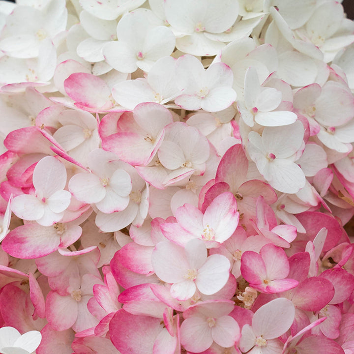 Pinke Blüte der Hortensie 'Living Strawberry Blossom'®