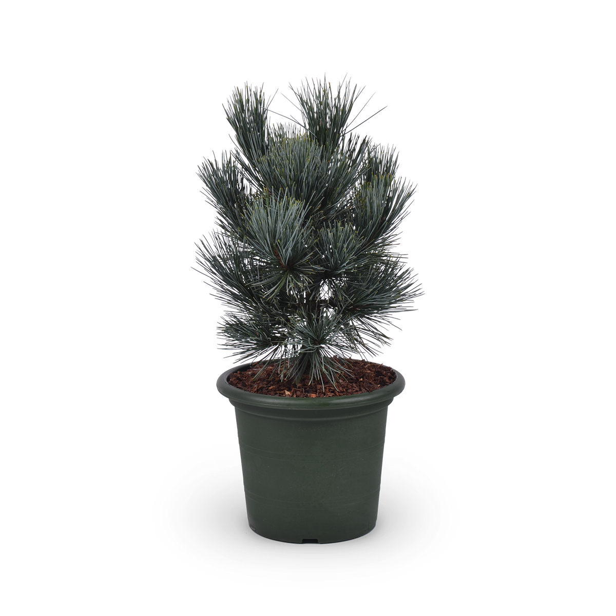 Pinus cembra 'Glauca'