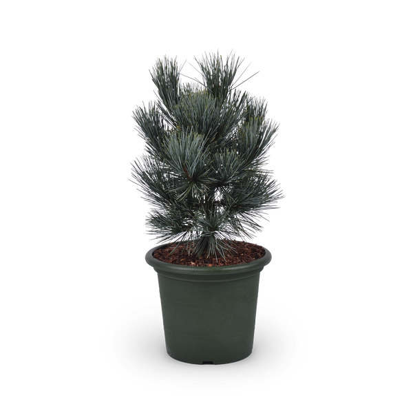 Pinus cembra 'Glauca'