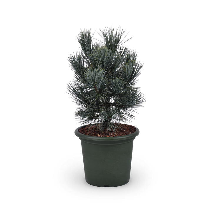 Pinus cembra 'Glauca'