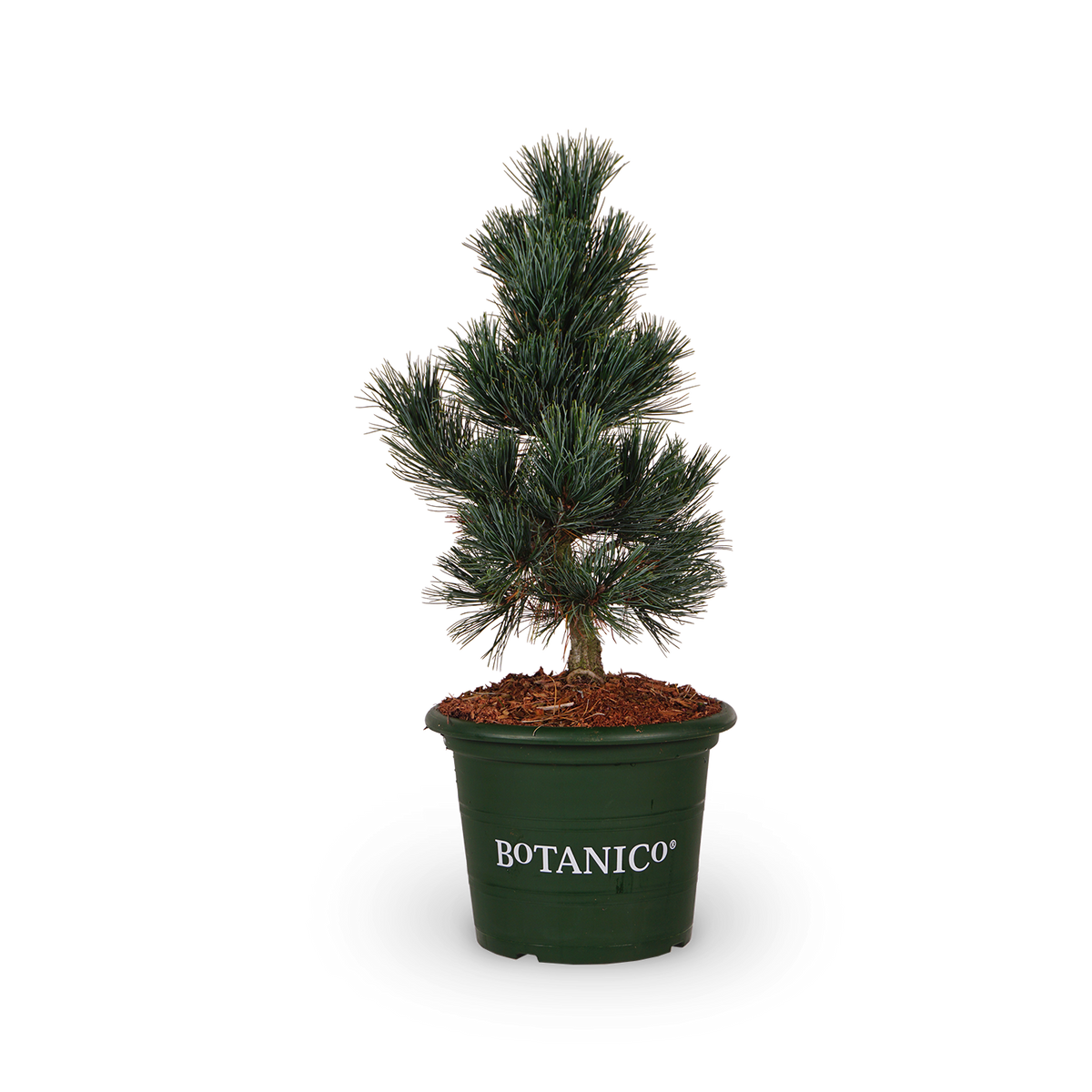 Pinus cembra 'Glauca'