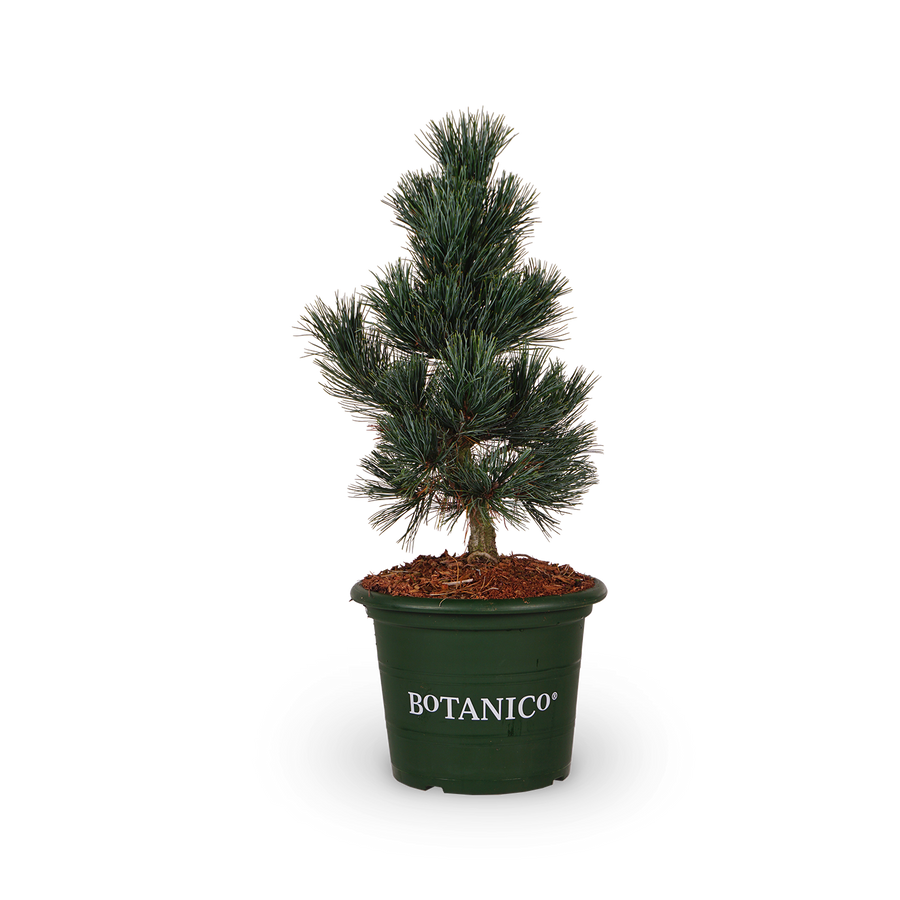 Pinus cembra 'Glauca'