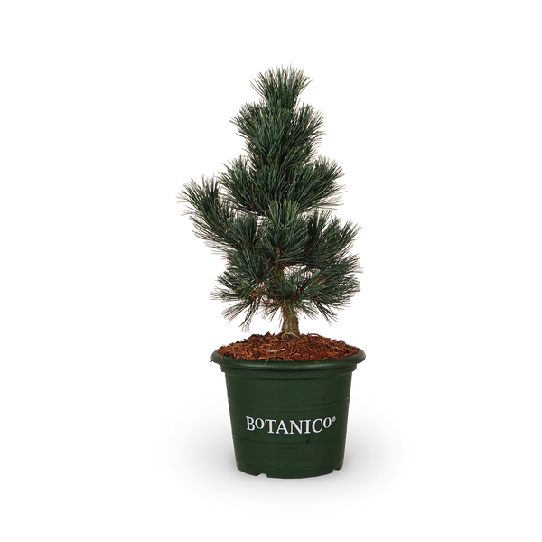 Pinus cembra 'Glauca'