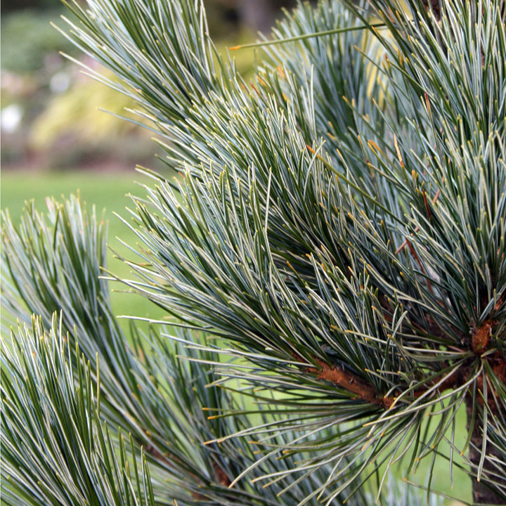 Pinus cembra 'Glauca'