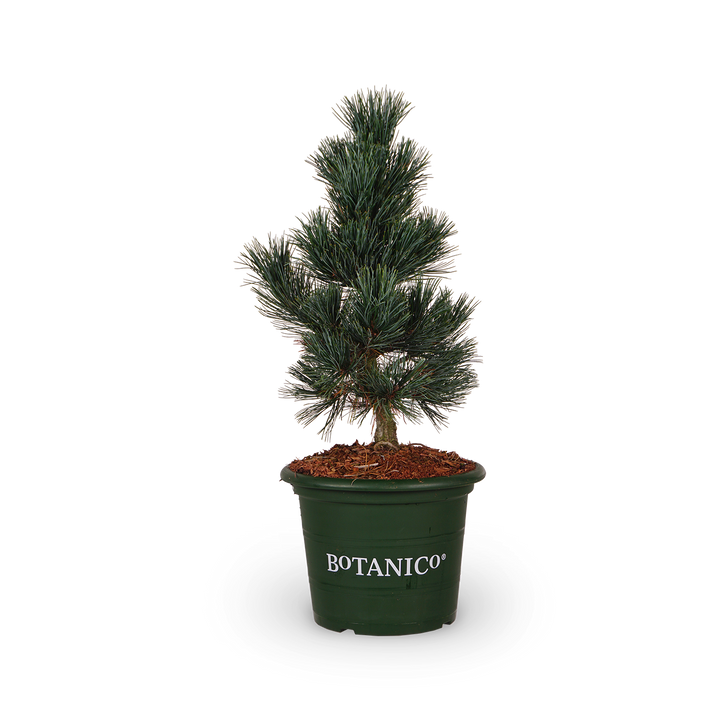 Pinus cembra 'Glauca'