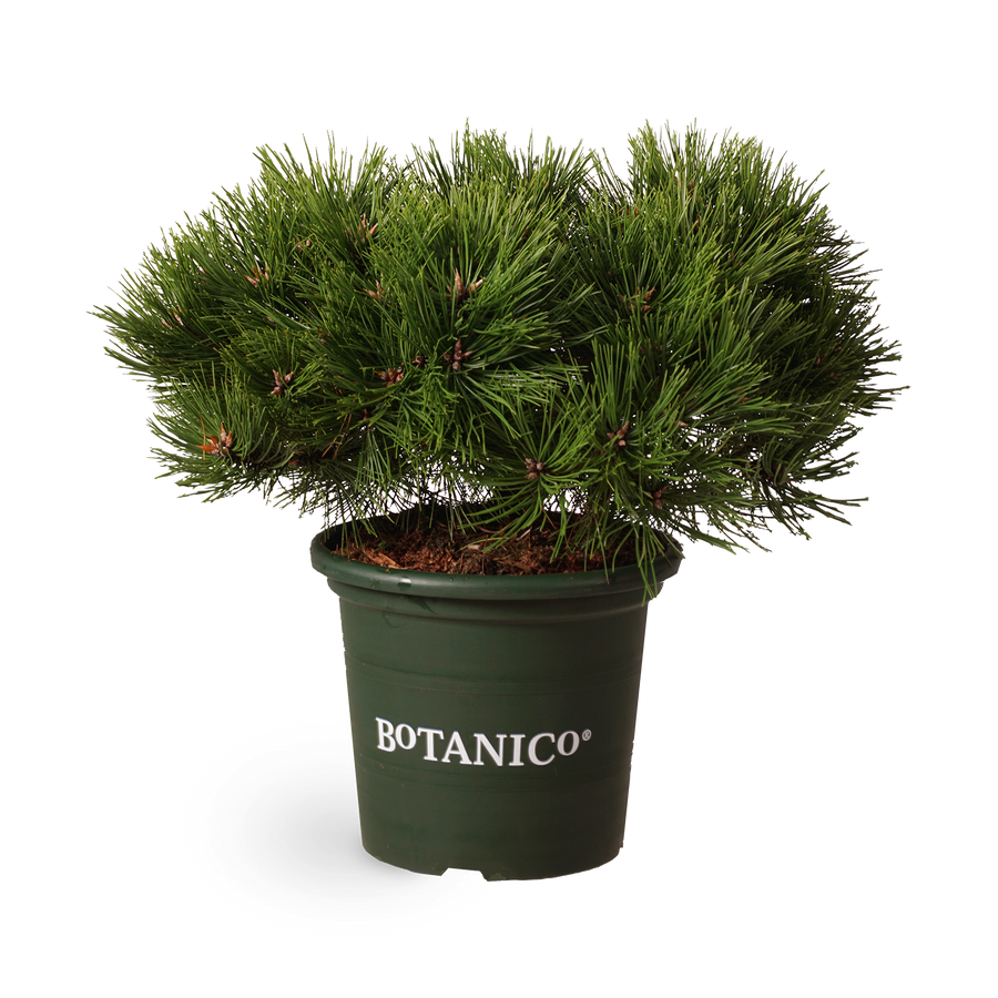Pinus densiflora 'Low Glow'