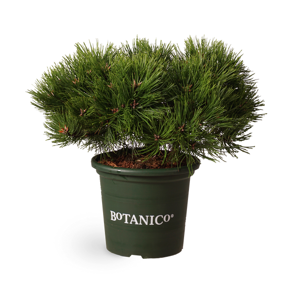 Pinus densiflora 'Low Glow'