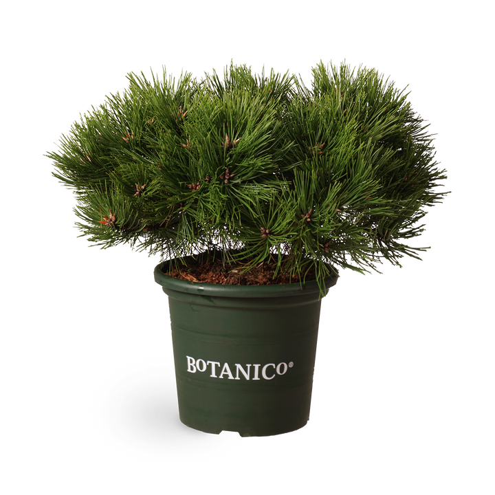 Pinus densiflora 'Low Glow'
