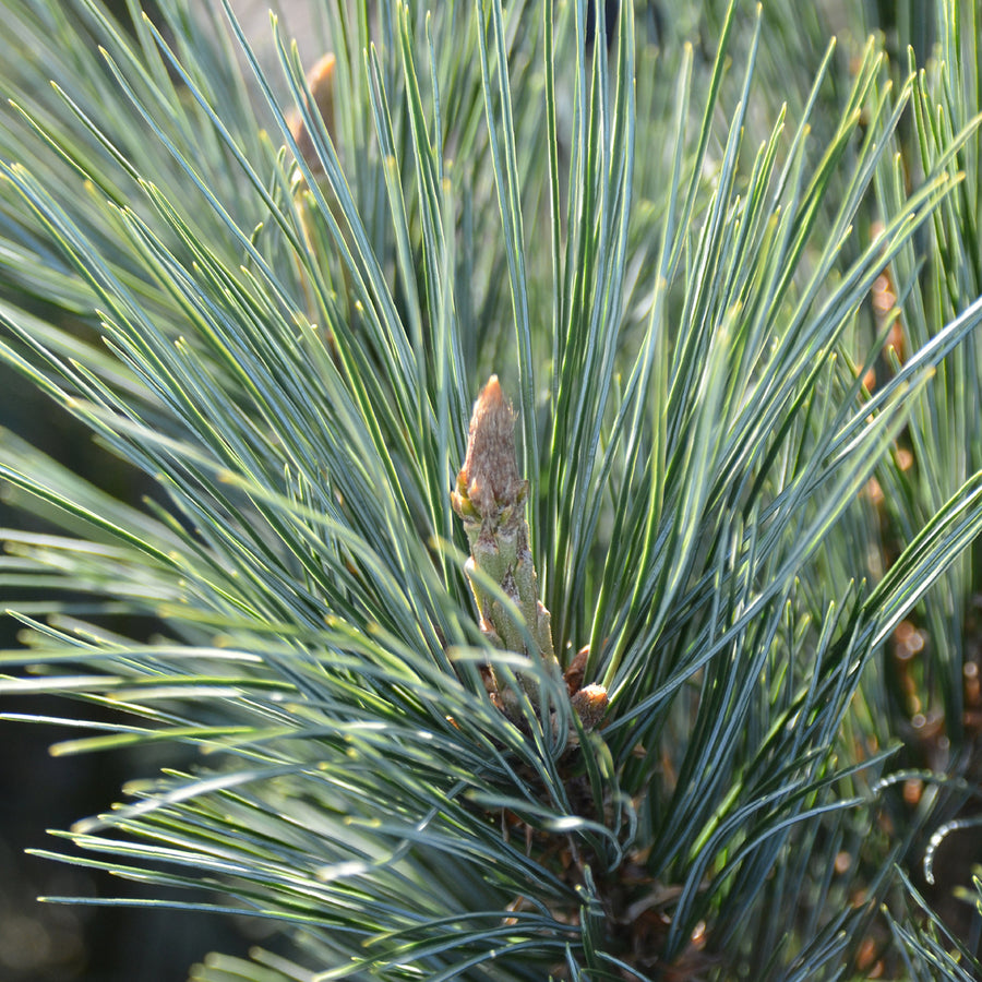 Pinus flexilis 'Vanderwolf´s Pyramid'