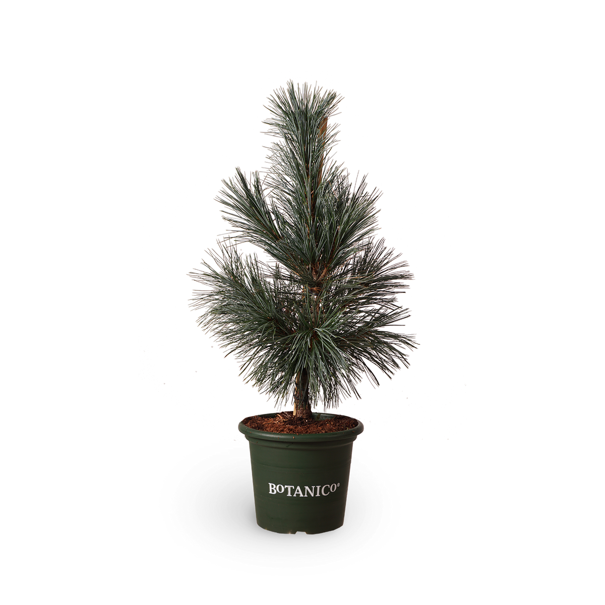 Pinus flexilis 'Vanderwolf´s Pyramid'