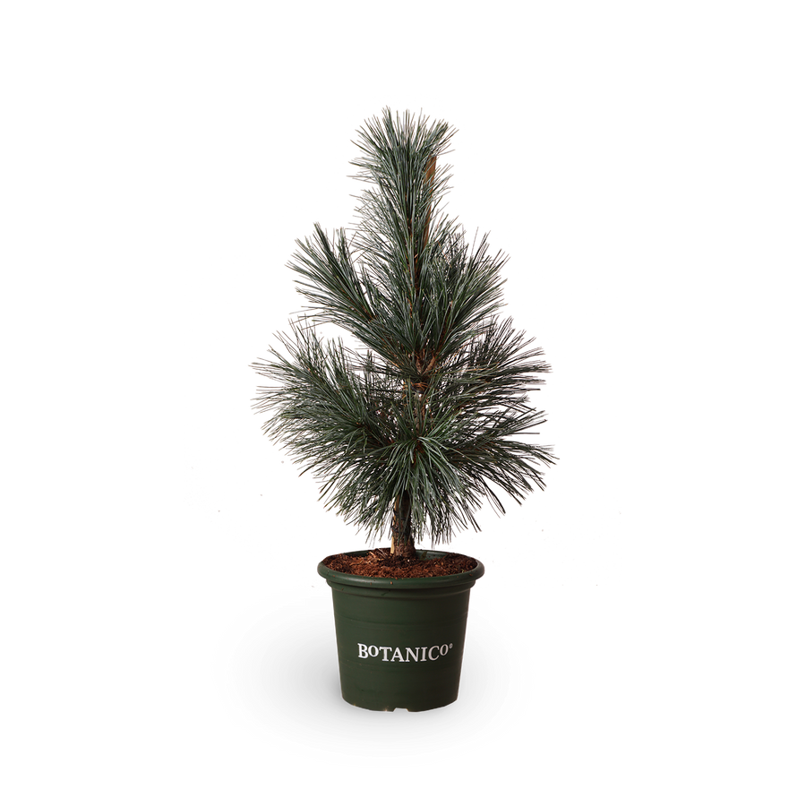 Pinus flexilis 'Vanderwolf´s Pyramid'