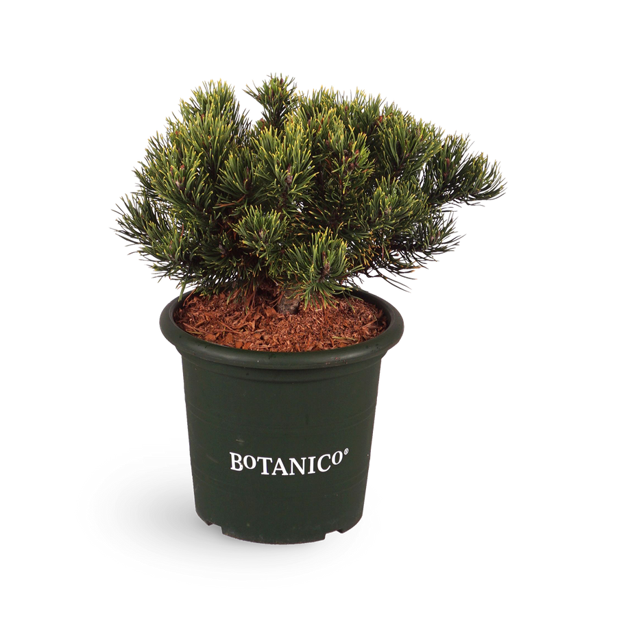 Pinus mugo 'Carsten´s Wintergold'