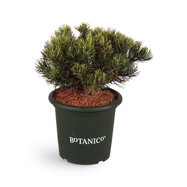 Pinus mugo 'Carsten´s Wintergold'