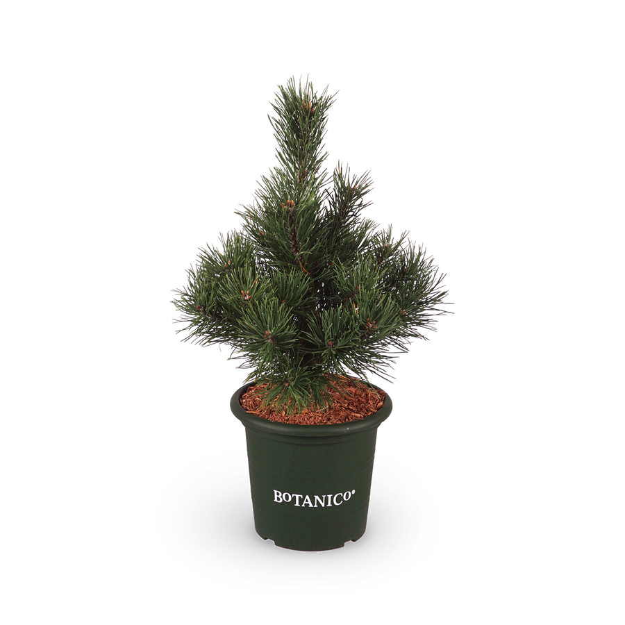 Pinus mugo 'Gnom'