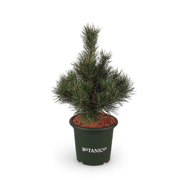 Pinus mugo 'Gnom'