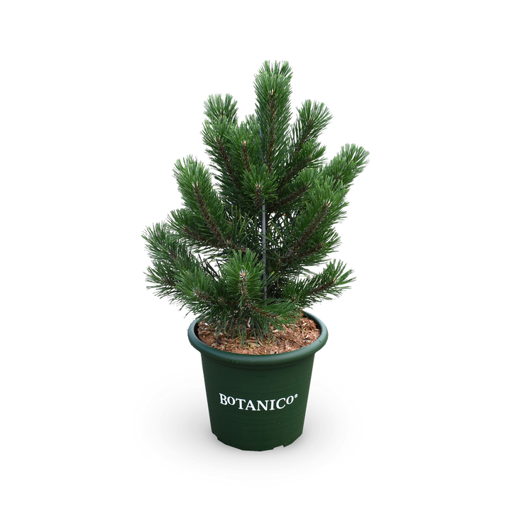 Pinus mugo 'Gnom'