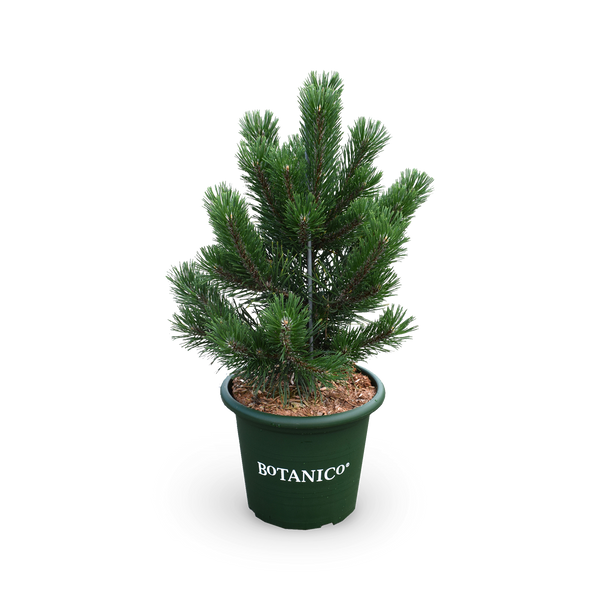 Pinus mugo 'Gnom'
