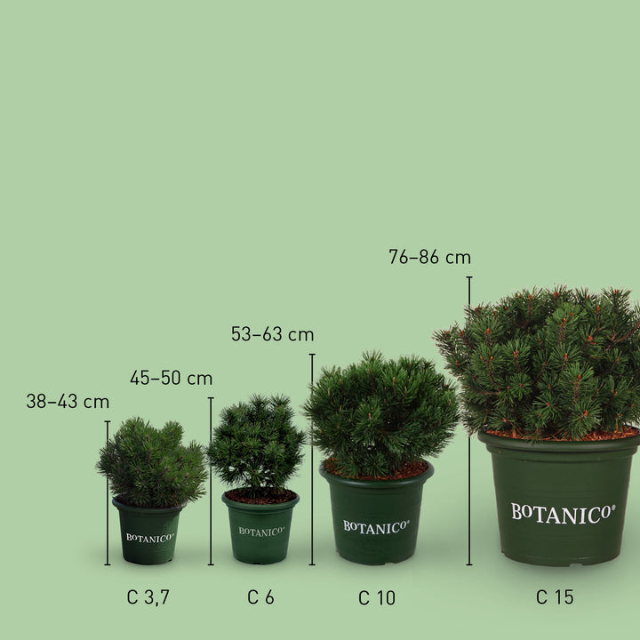 Größe der Pinus mugo 'Mops'