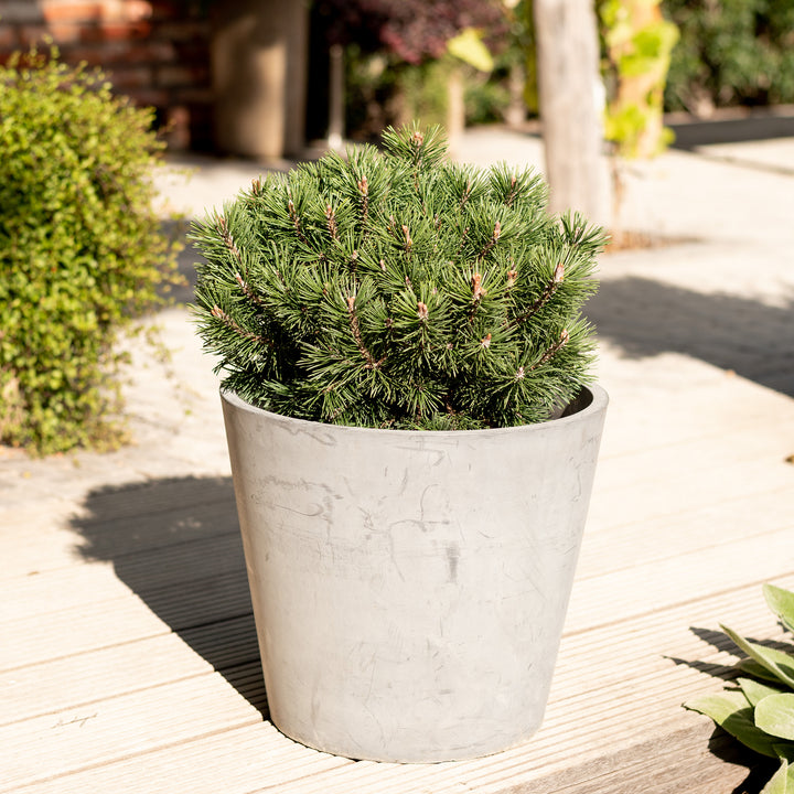 Pinus mugo 'Mops' im Topf