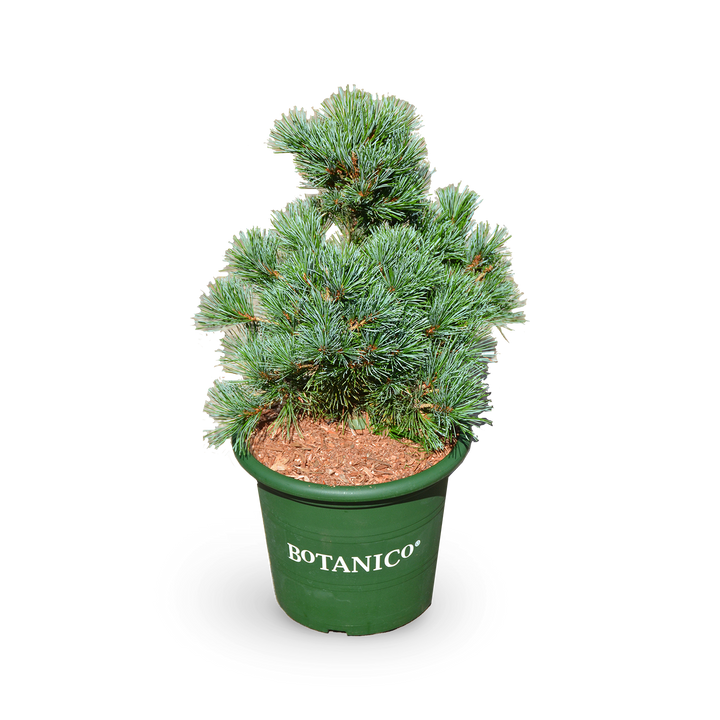 Pinus parviflora 'Negishi'