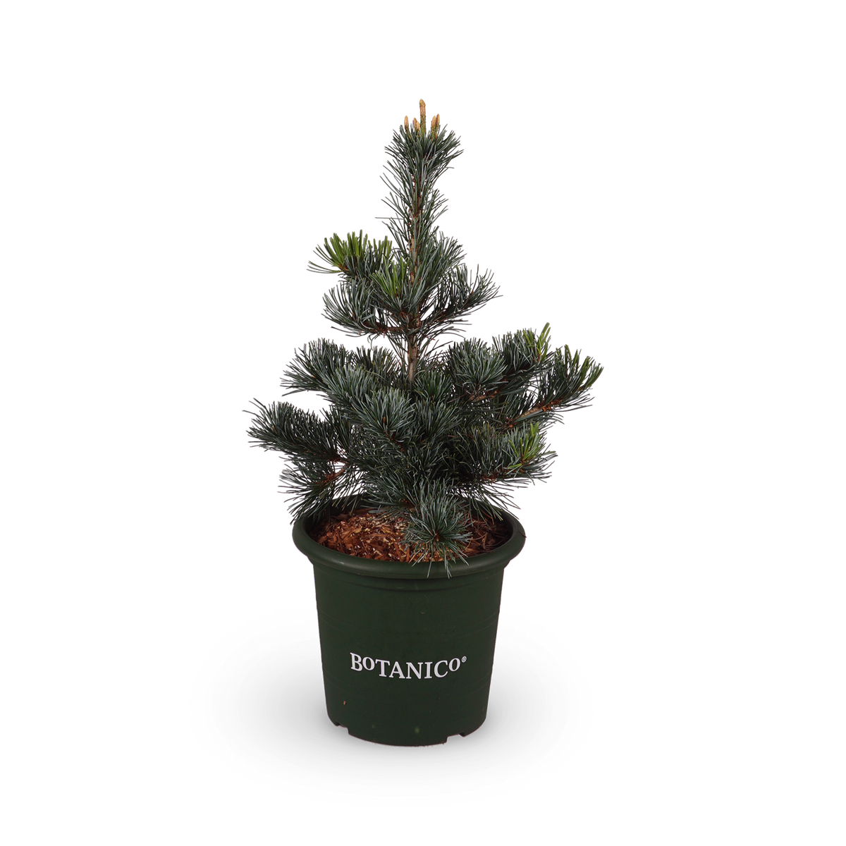 Pinus parviflora 'Negishi'