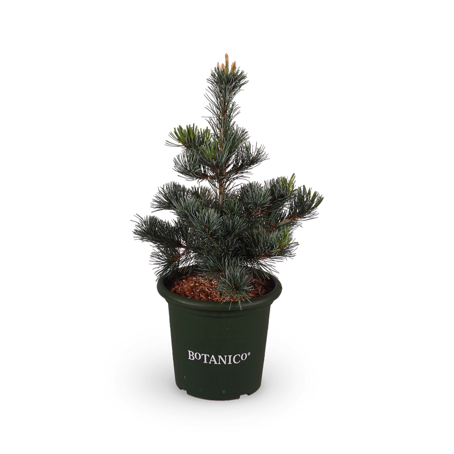 Pinus parviflora 'Negishi'