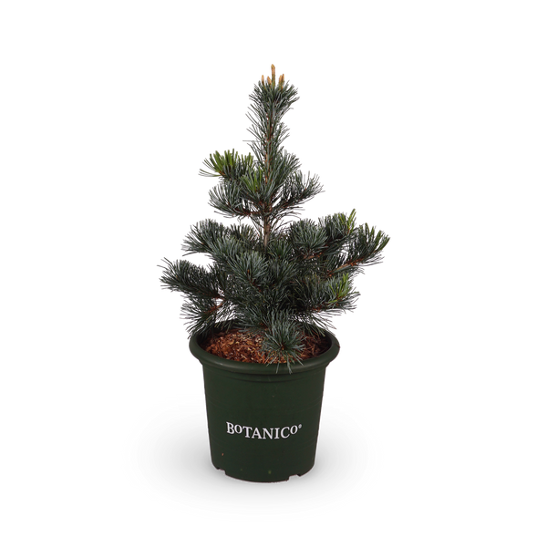 Pinus parviflora 'Negishi'