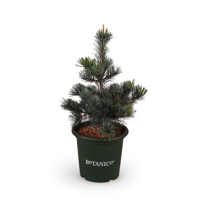 Pinus parviflora 'Negishi'