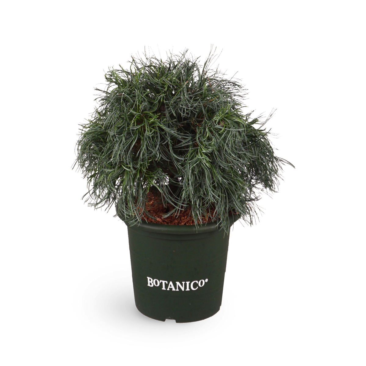 Pinus strobus 'Tiny Curls'