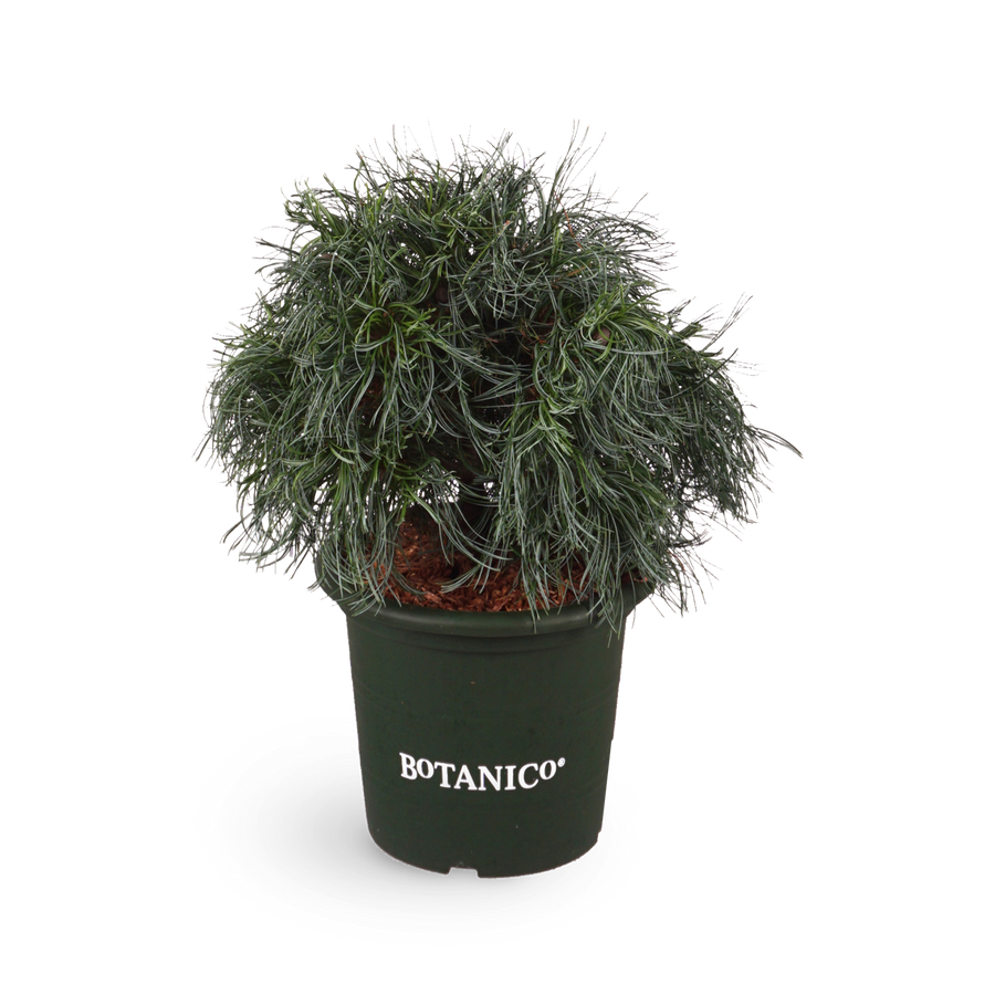 Pinus strobus 'Tiny Curls'