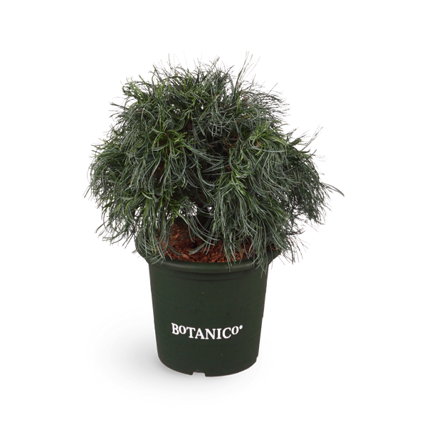 Pinus strobus 'Tiny Curls'