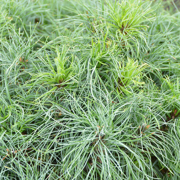 Pinus strobus 'Tiny Curls'