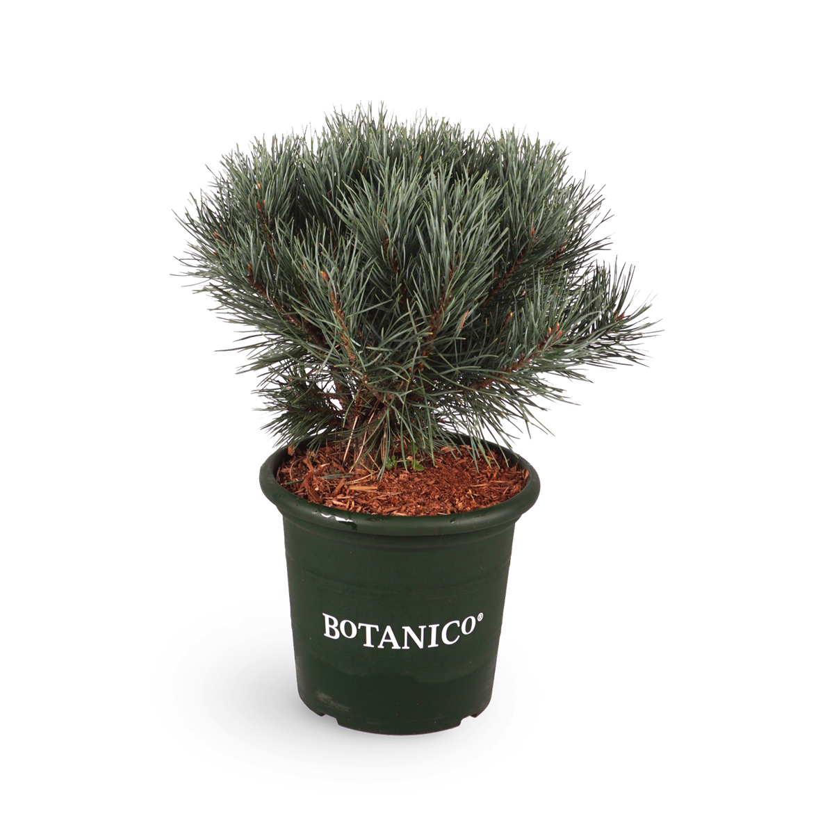 Pinus sylvestris 'Watereri'