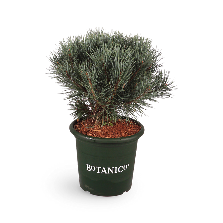 Pinus sylvestris 'Watereri'