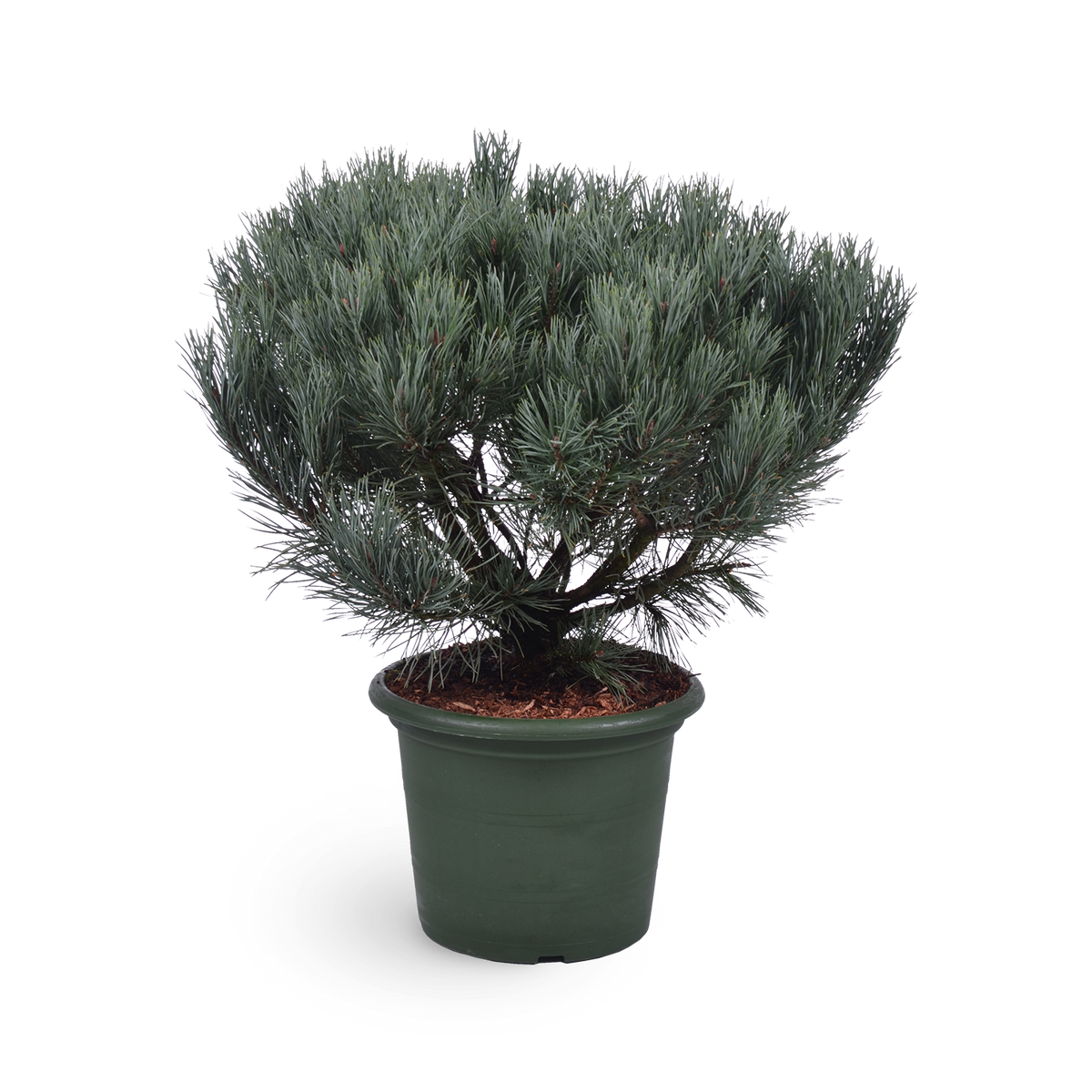 Pinus sylvestris 'Watereri'