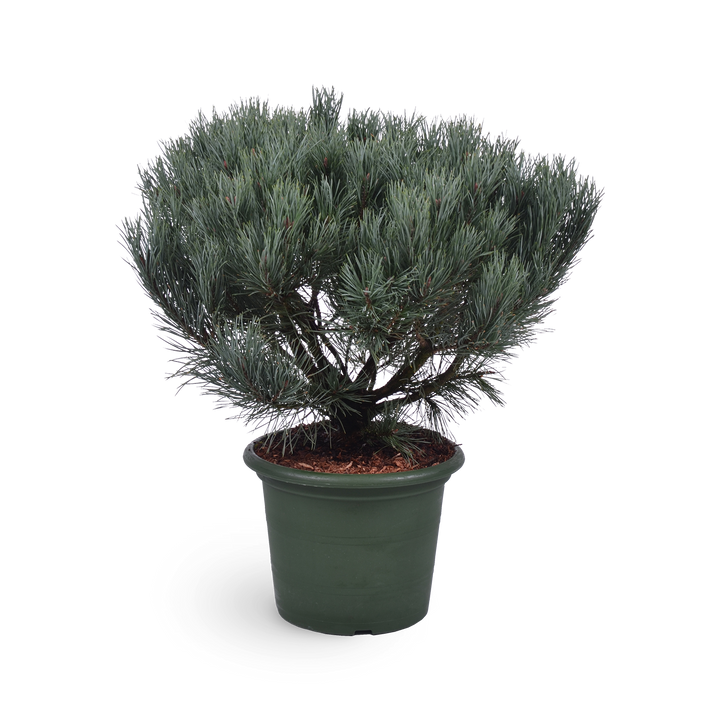 Pinus sylvestris 'Watereri'