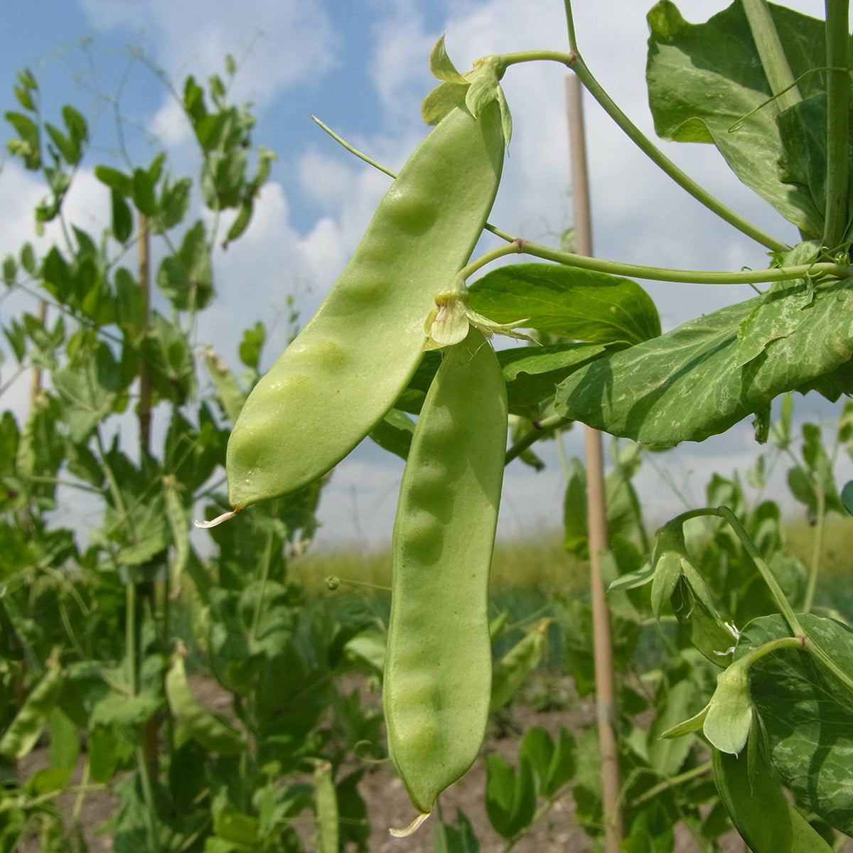 Pisum sativum 'Frieda Welten'