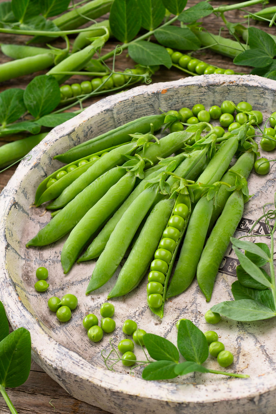 Pisum sativum var. medullare 'Wunder von Kelvedon'