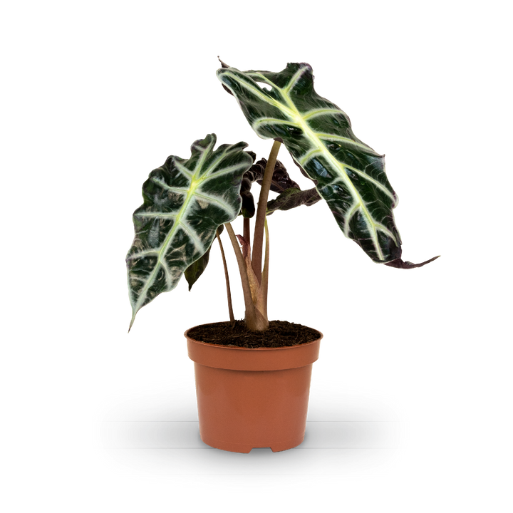 Plantura Alocasia 'Polly'