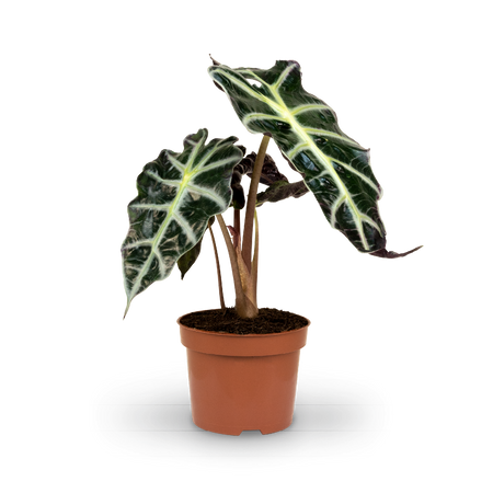 Alocasia 'Polly' (Alocasia amazonica) kaufen