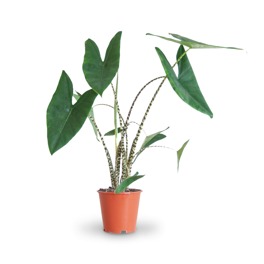 Plantura Alocasia zebrina