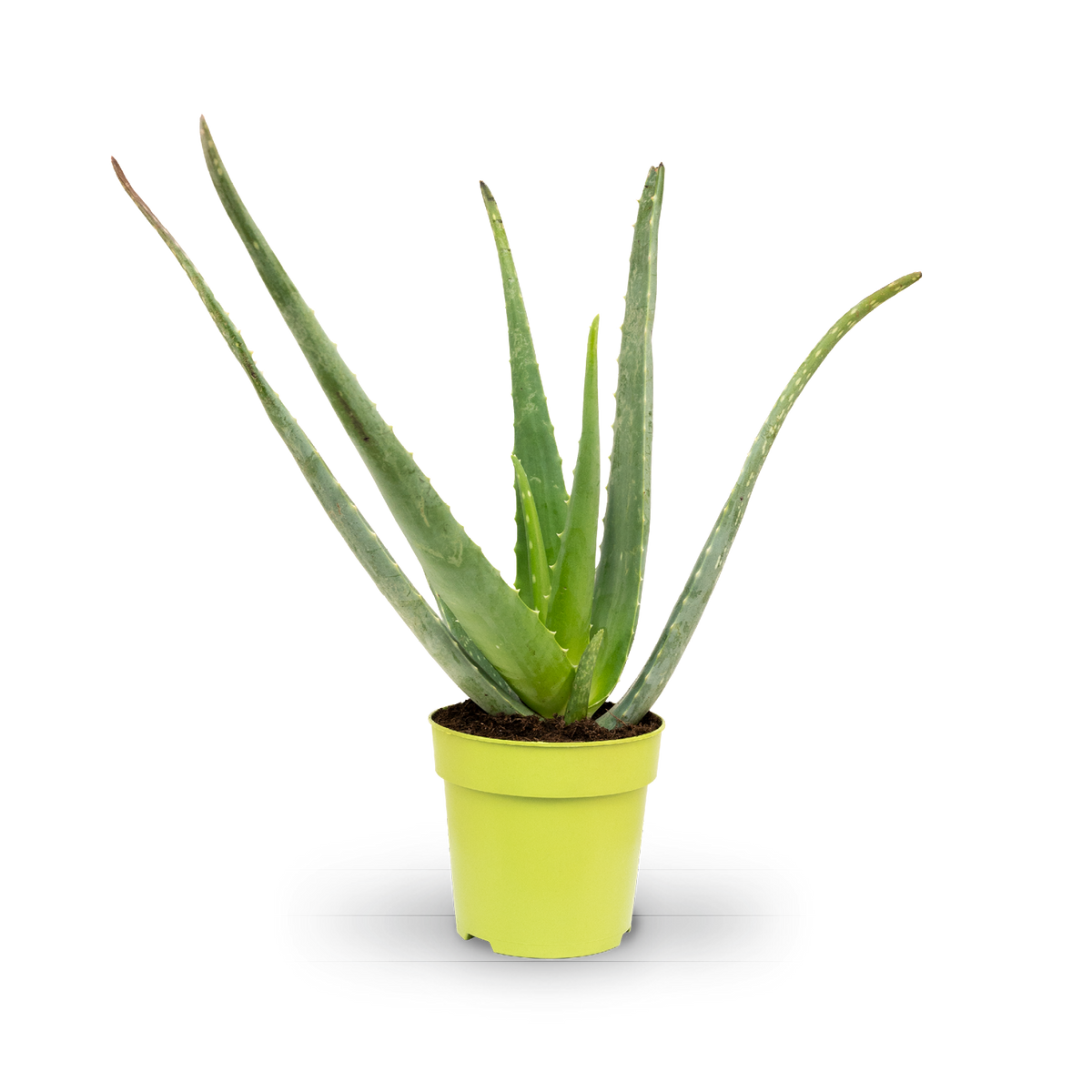 Plantura Aloe vera