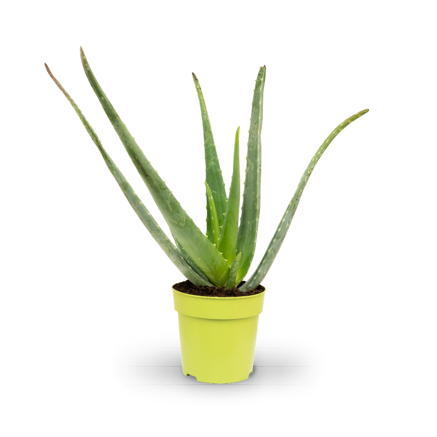 Plantura Aloe vera