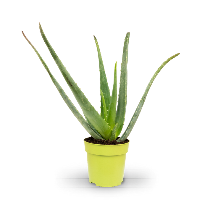 Plantura Aloe vera