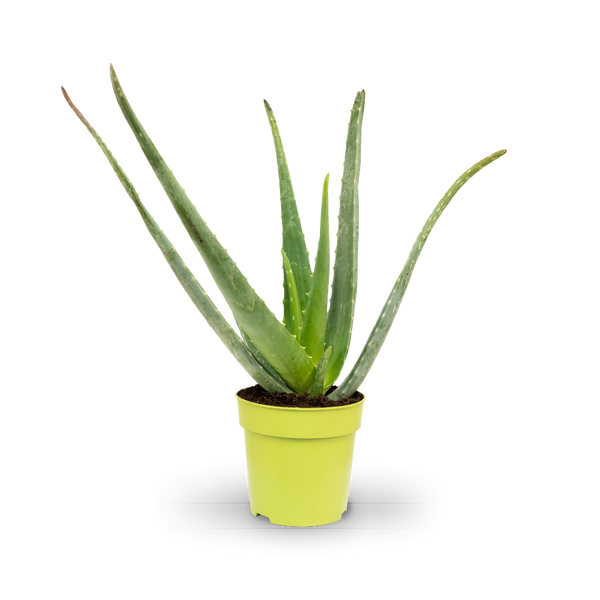 aloe vera pflanze im zimmer Aloe vera (Echte Aloe) kaufen